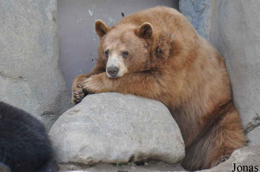 Ursus americanus