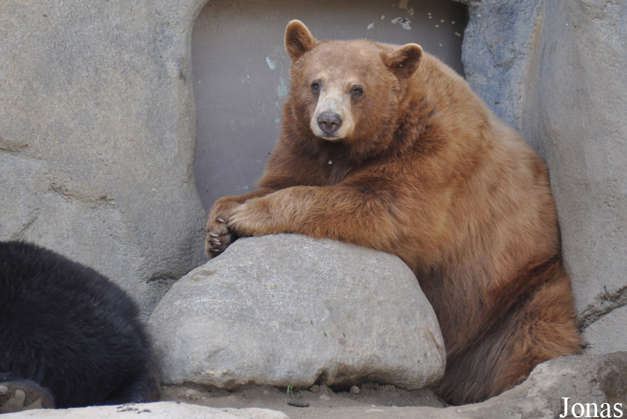 Ursus americanus