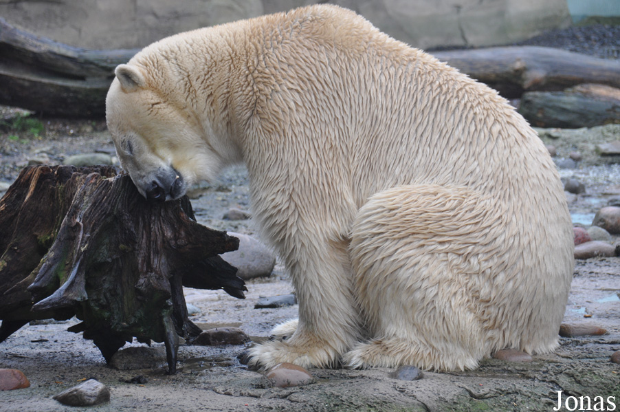 Ursus maritimus