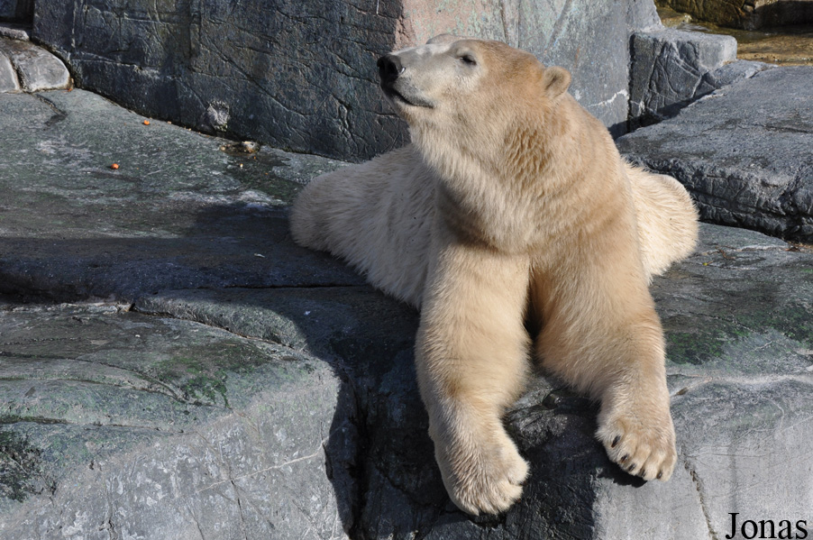 Ursus maritimus