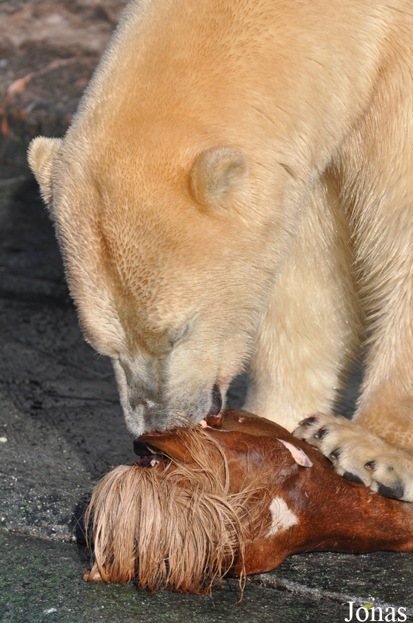 Ursus maritimus