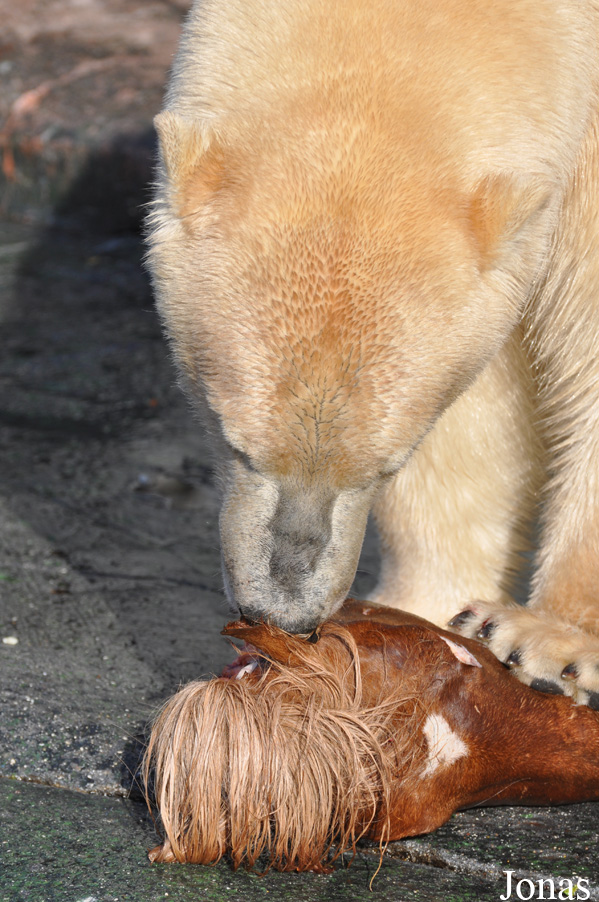 Ursus maritimus