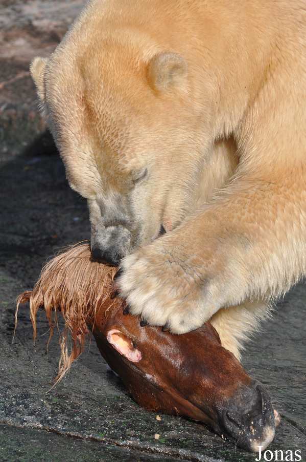 Ursus maritimus