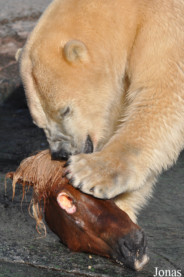 Ursus maritimus