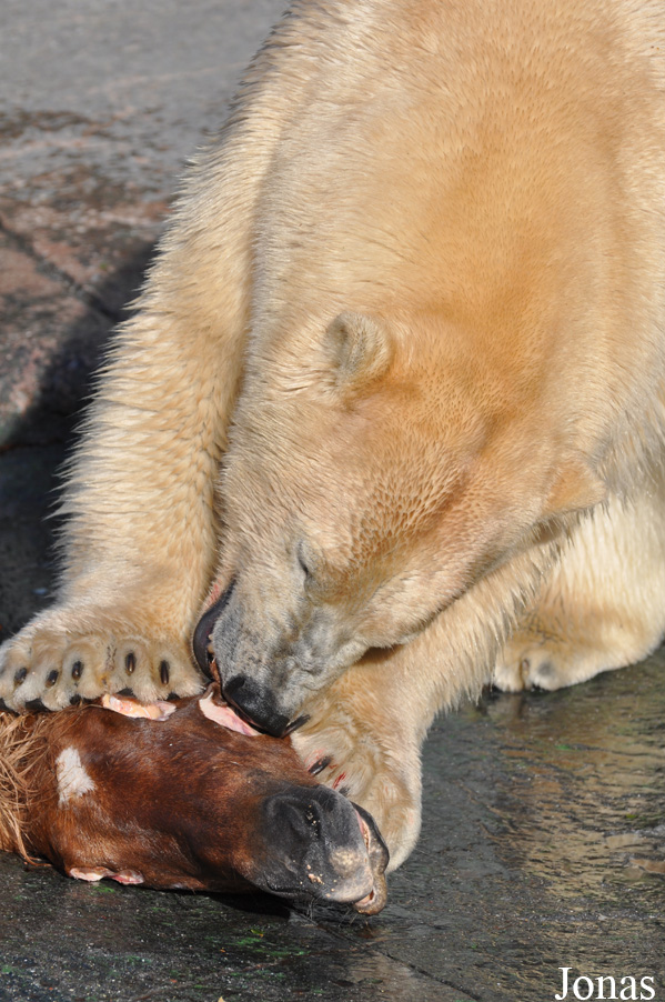 Ursus maritimus