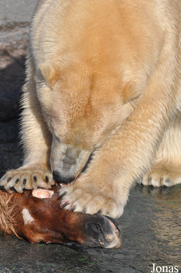 Ursus maritimus