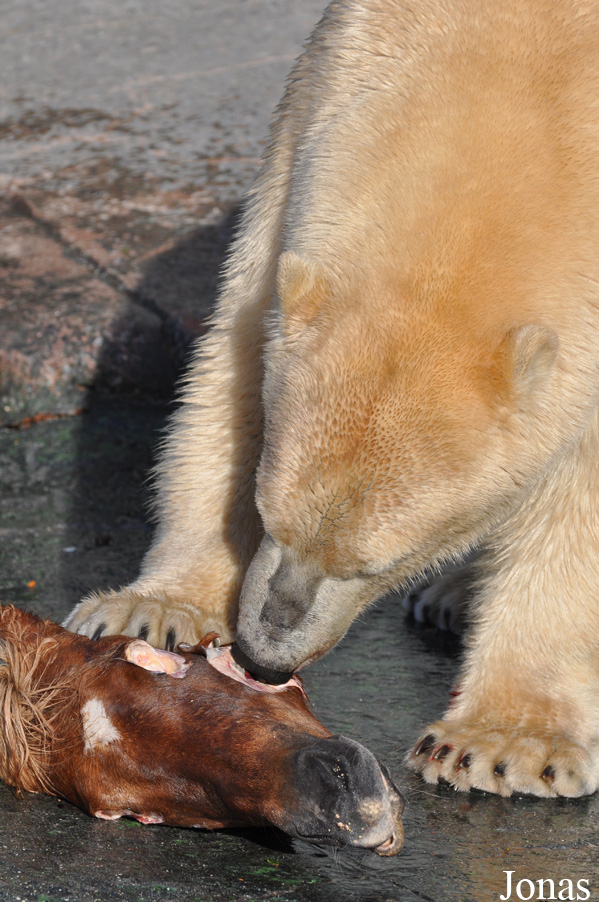 Ursus maritimus