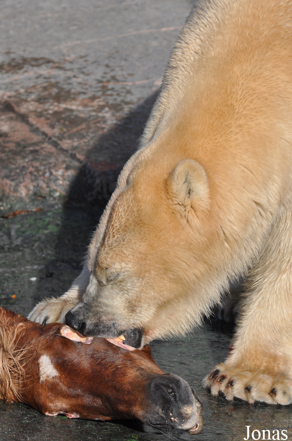 Ursus maritimus
