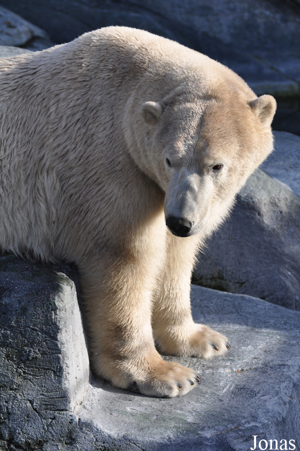 Ursus maritimus