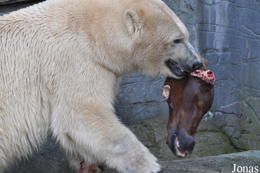 Ursus maritimus