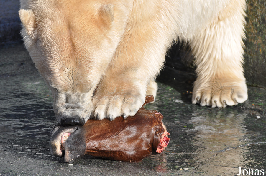 Ursus maritimus