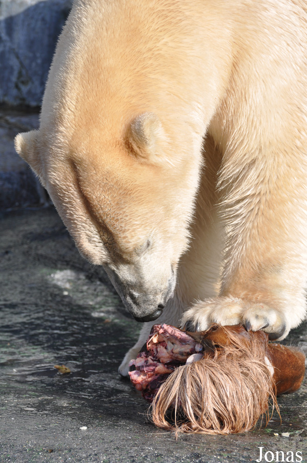 Ursus maritimus