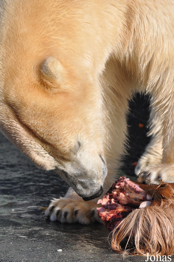 Ursus maritimus