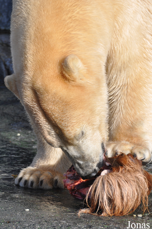 Ursus maritimus