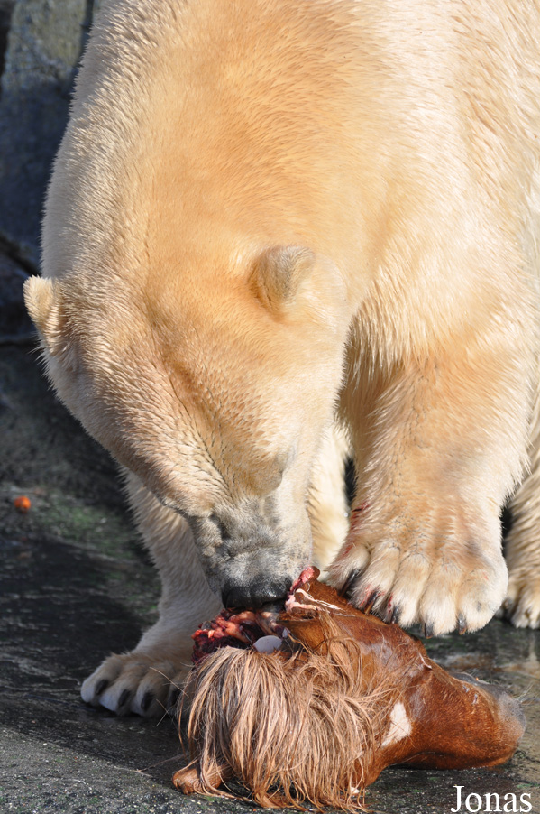 Ursus maritimus