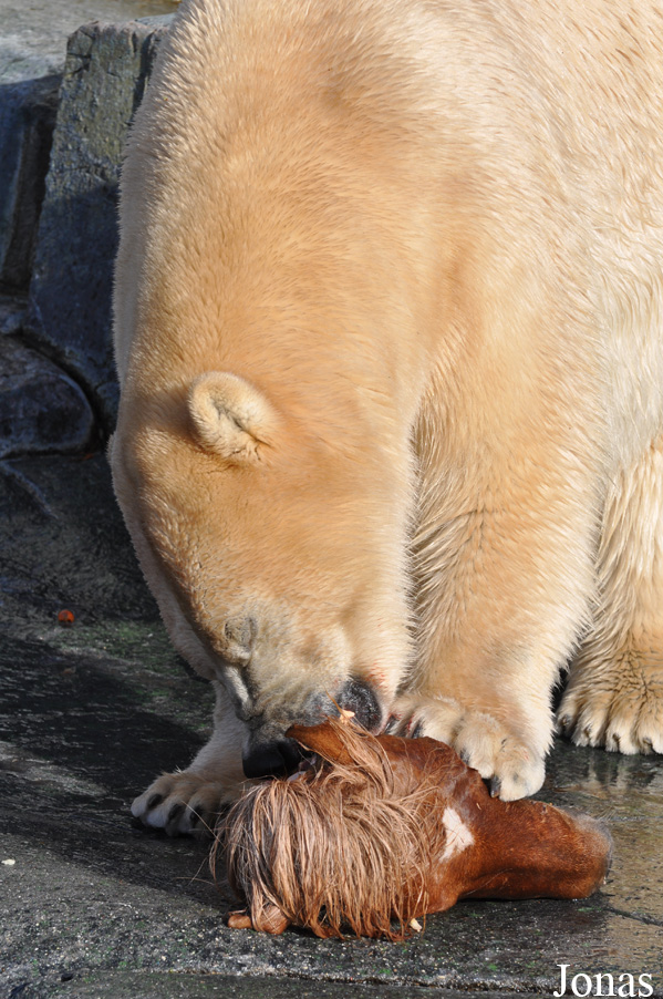 Ursus maritimus