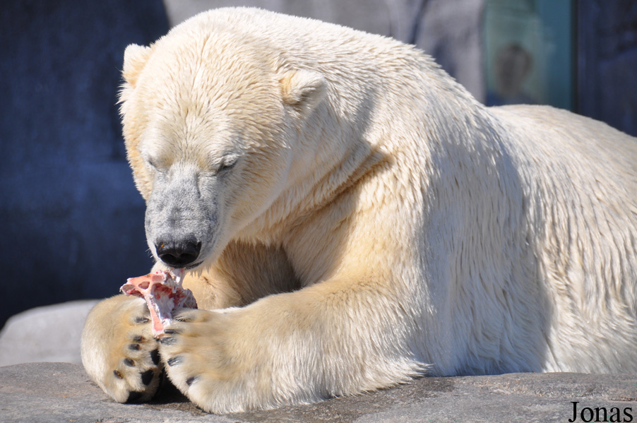 Ursus maritimus