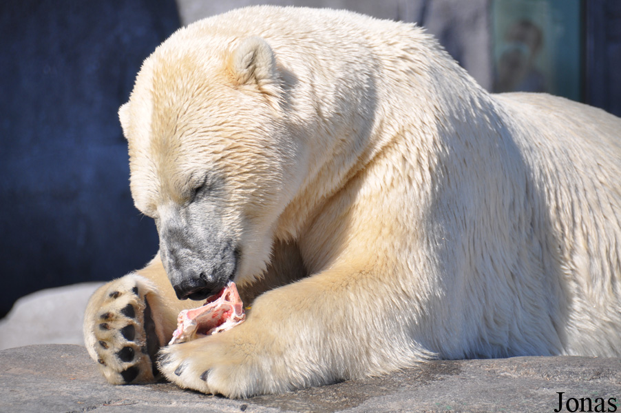 Ursus maritimus