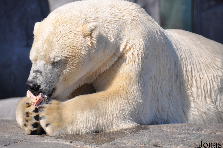 Ursus maritimus