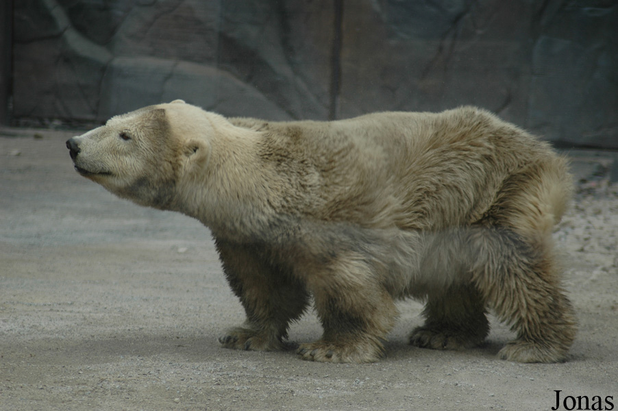 Ursus maritimus