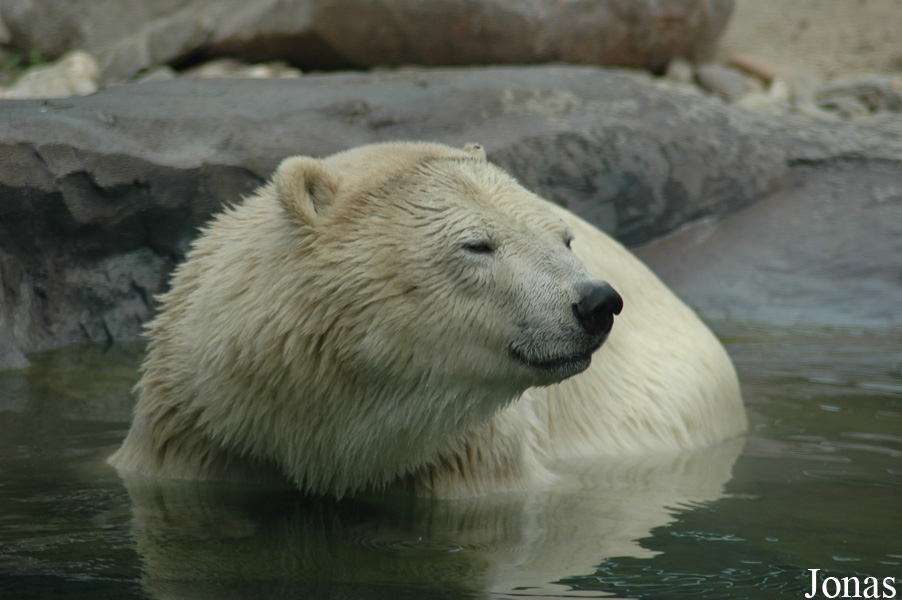 Ursus maritimus