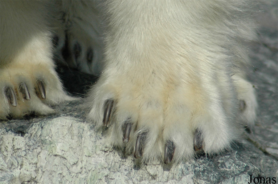 Ursus maritimus