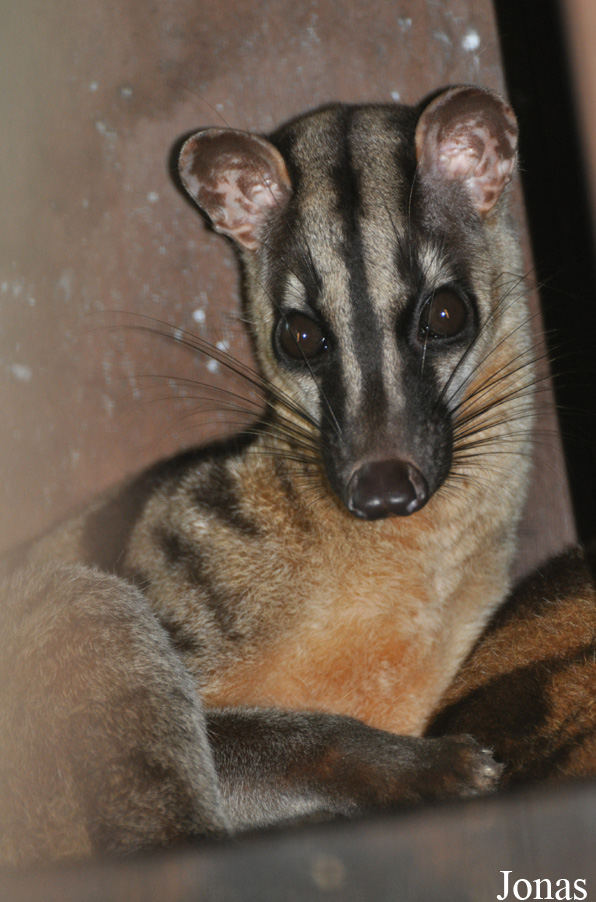 Hemigalus derbyanus