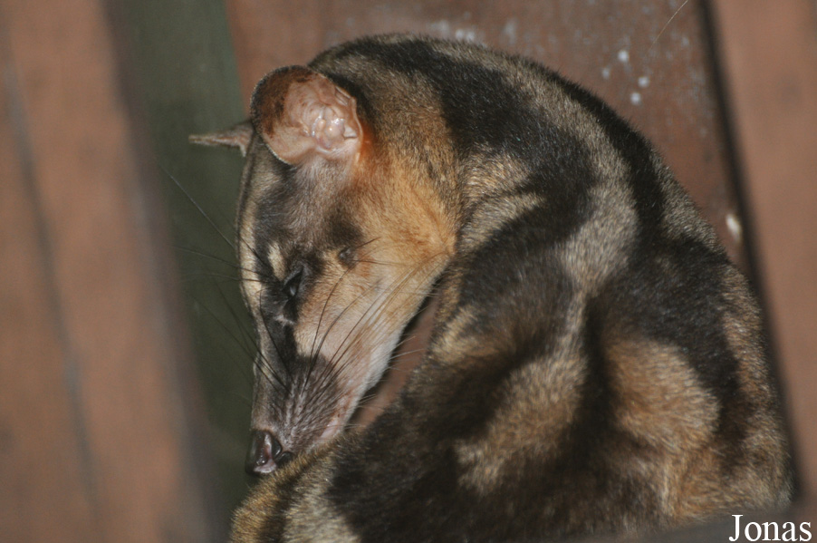 Hemigalus derbyanus