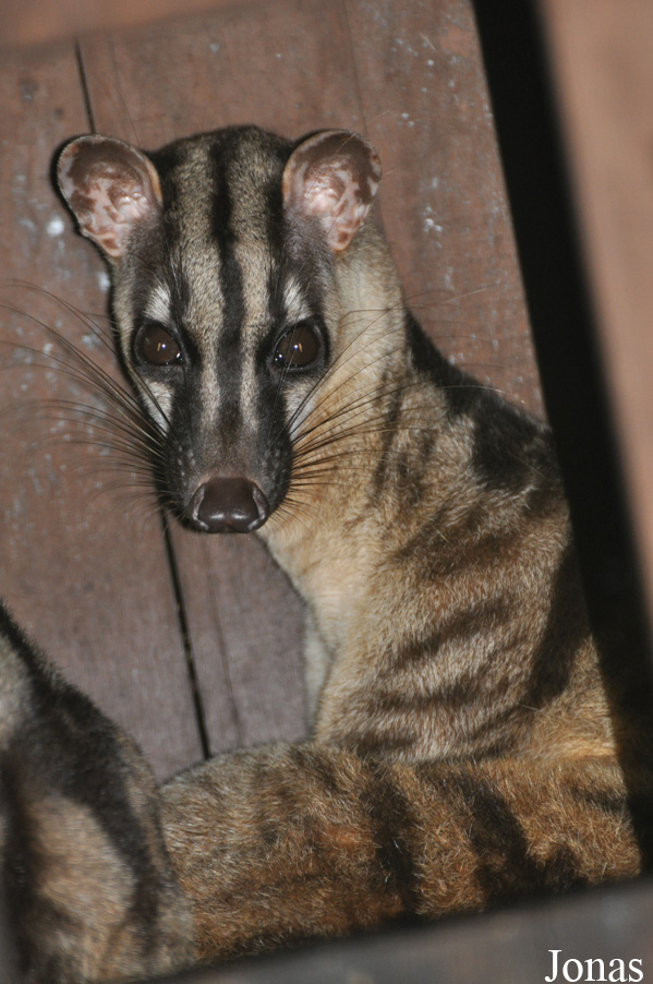 Hemigalus derbyanus