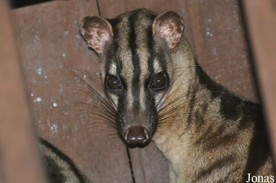 Hemigalus derbyanus