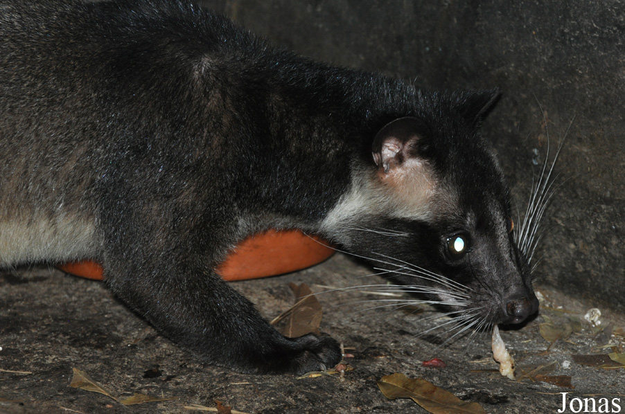 Paguma larvata