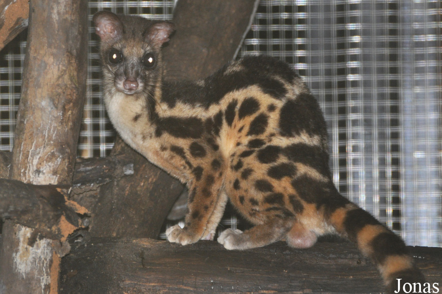 Prionodon linsang