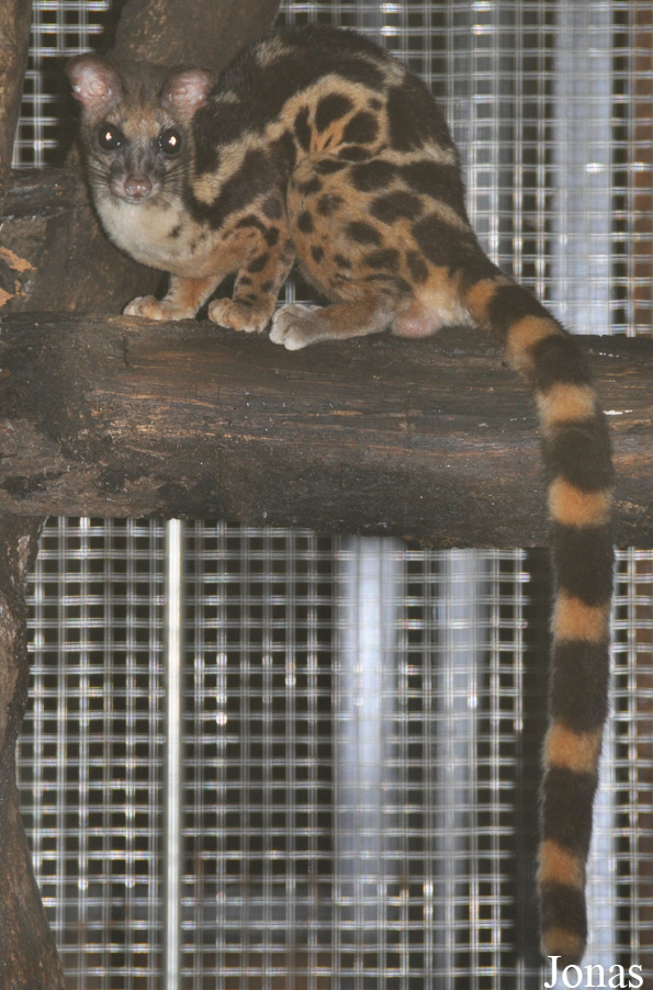 Prionodon linsang