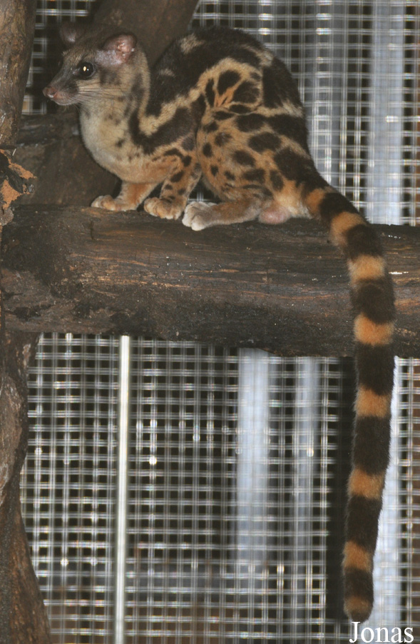 Prionodon linsang