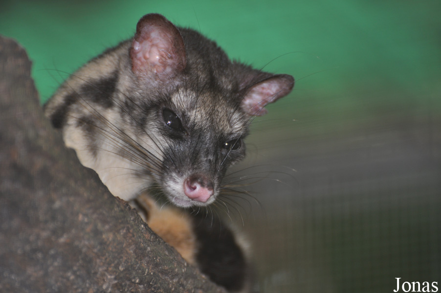 Prionodon linsang