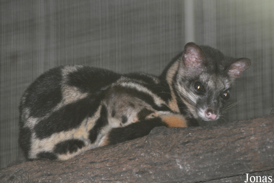 Prionodon linsang