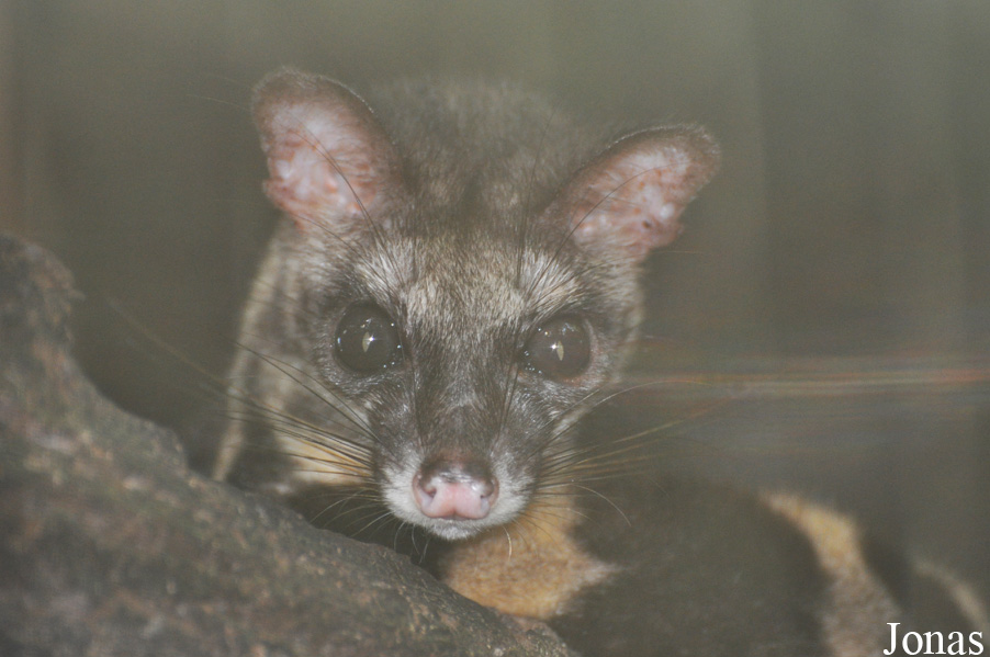 Prionodon linsang
