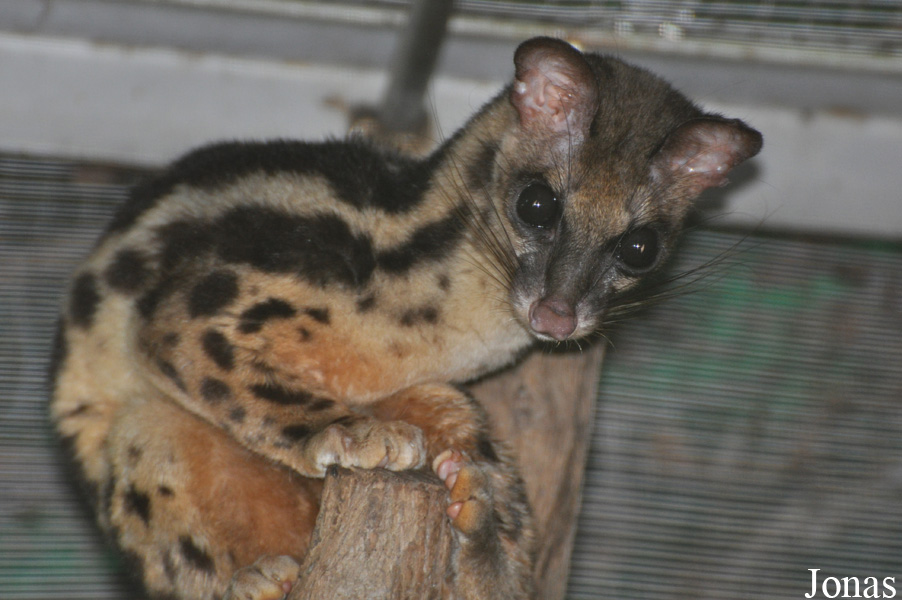 Prionodon linsang