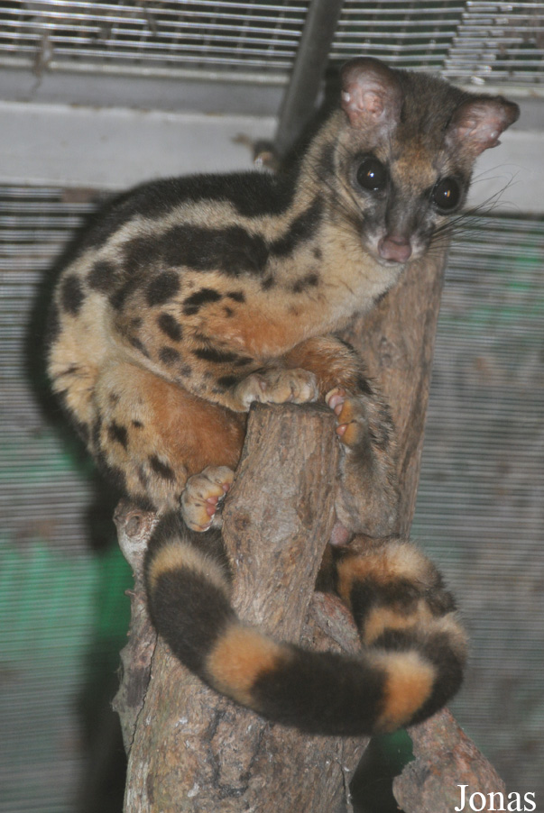 Prionodon linsang