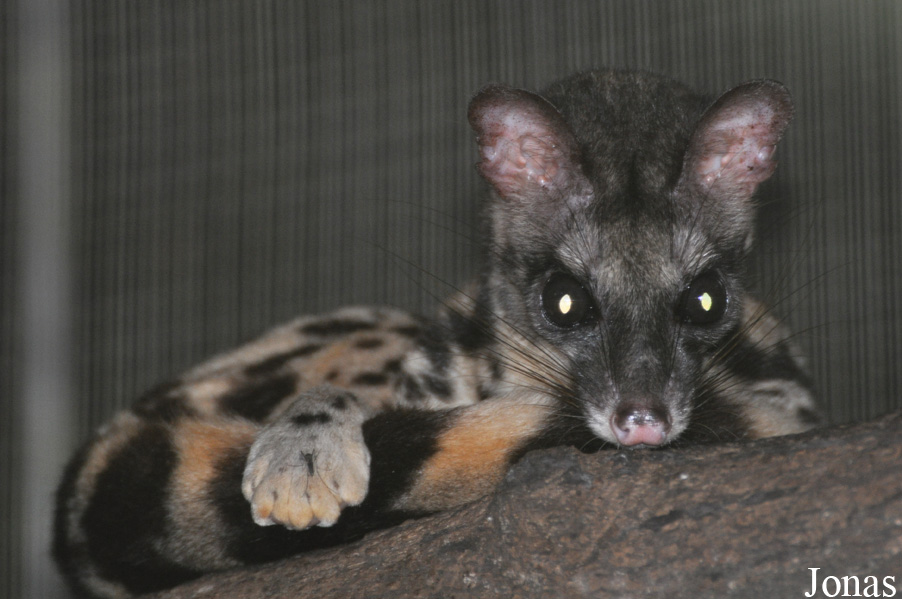 Prionodon linsang