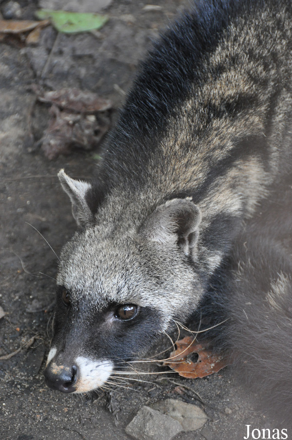 Civettictis civetta