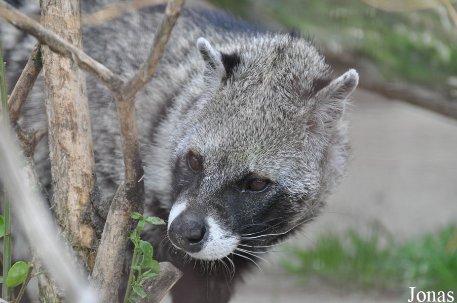 Civettictis civetta