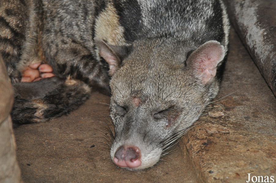 Viverra zibetha