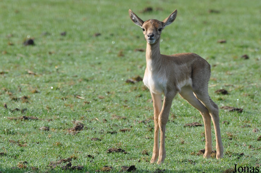 Antilope cervicapra