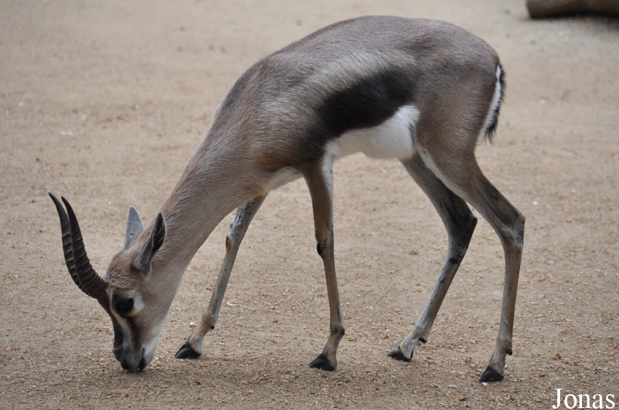 Gazella spekei