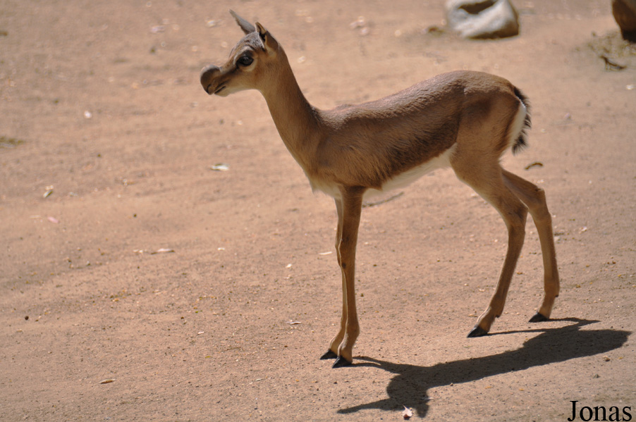 Gazella spekei