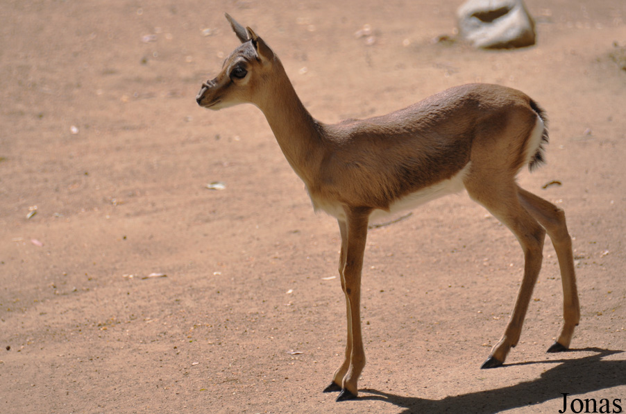 Gazella spekei