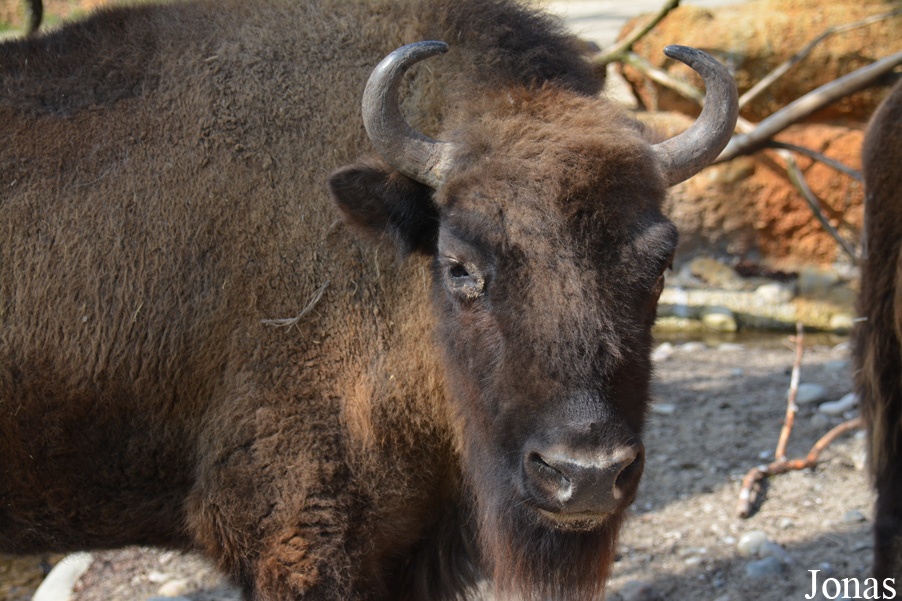 Bison bonasus