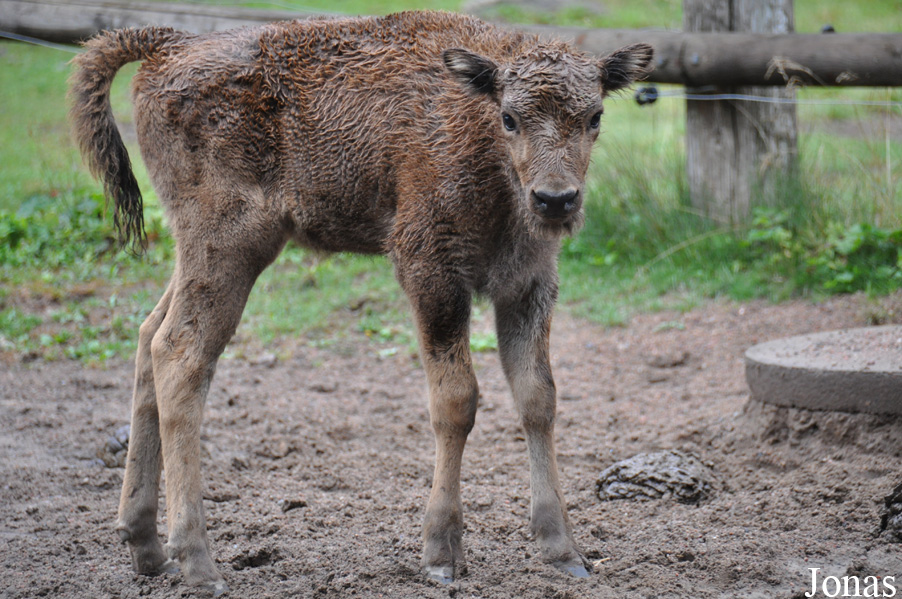 Bison bonasus
