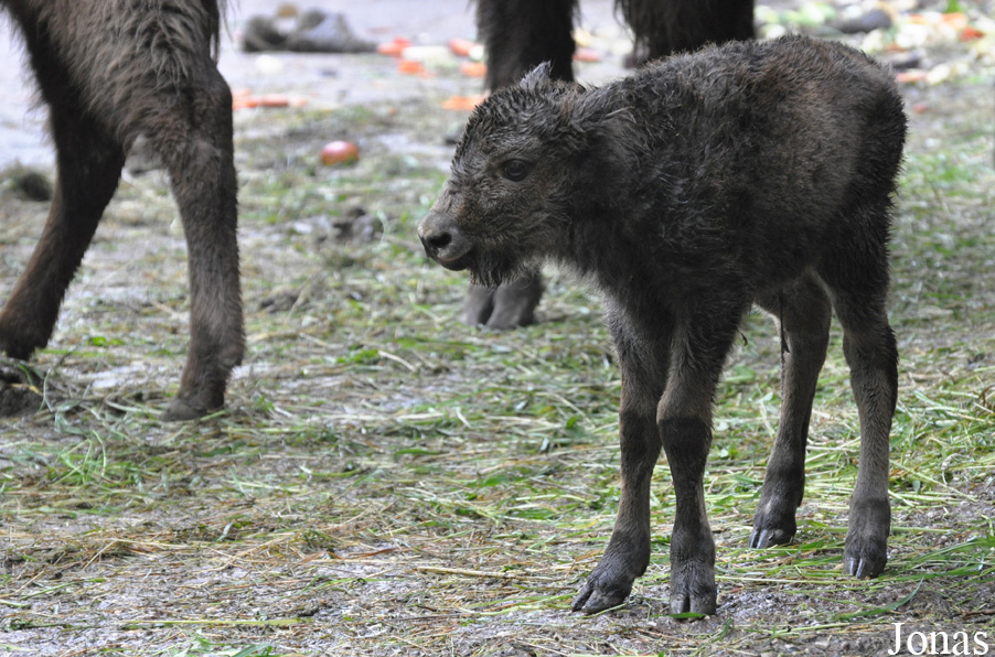 Bison bonasus